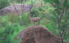 Oreotragus oreotragus transvaalensis