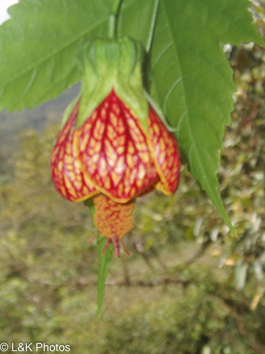 Callianthe picta