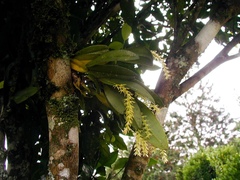 Anathallis linearifolia