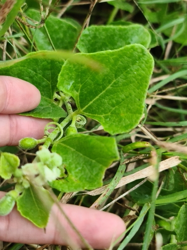 Cayaponia citrullifolia