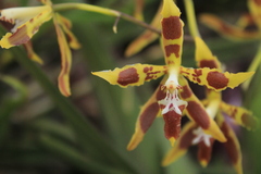 Oncidium lindleyoides