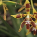 Oncidium lindleyoides - Photo (c) Apipa, some rights reserved (CC BY-NC), uploaded by Apipa