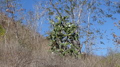Opuntia karwinskiana