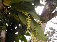 Anathallis linearifolia
