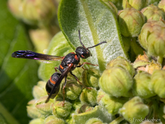 Parancistrocerus histrio
