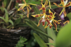 Oncidium lindleyoides