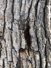 Phytophthora ramorum