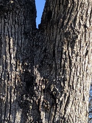 Phytophthora ramorum