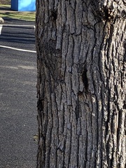 Phytophthora ramorum