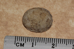 Nerita chamaeleon