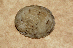 Nerita chamaeleon