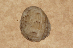 Nerita chamaeleon