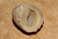 Nerita chamaeleon