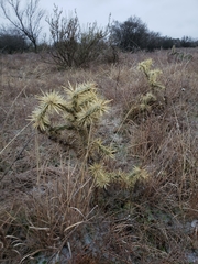 Cylindropuntia davisii