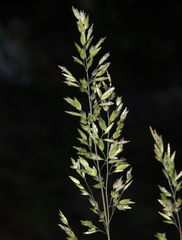 Poa wheeleri