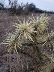 Cylindropuntia davisii