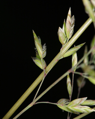 Poa wheeleri