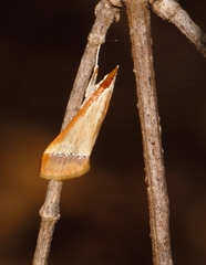 Autocharis