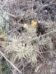 Cylindropuntia davisii