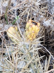 Cylindropuntia davisii