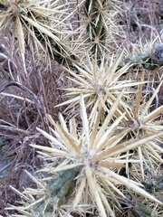 Cylindropuntia davisii