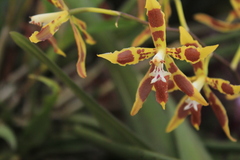Oncidium lindleyoides