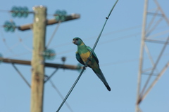 Barnardius zonarius macgillivrayi