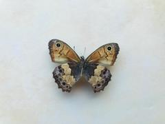 Paramacera xicaque xicaque