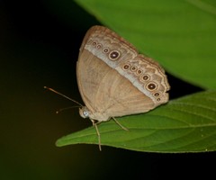 Mycalesis janardana