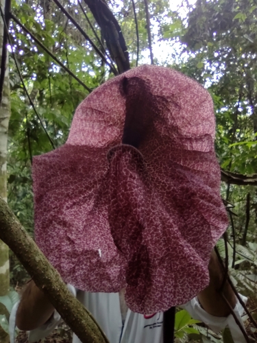 Aristolochia cordiflora, photograph 2