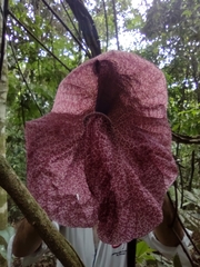 Aristolochia cordiflora, photograph Angelica María Batista Morales, CC0, iNaturalist via GBIF