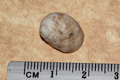 Nerita undata