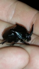 Phanaeus texensis