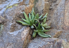 Dudleya viscida