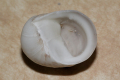 Nerita undata