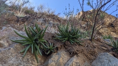Dudleya viscida