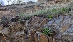 Dudleya viscida