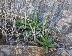 Dudleya viscida
