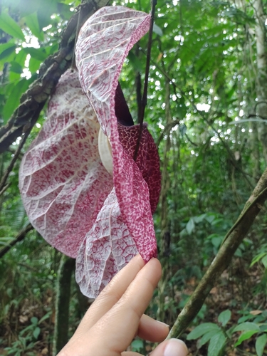 Aristolochia cordiflora, photograph 3
