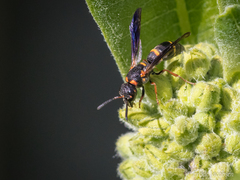 Parancistrocerus histrio