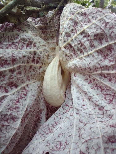 Aristolochia cordiflora, photograph 4