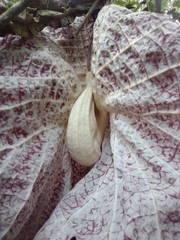 Aristolochia cordiflora, photograph Angelica María Batista Morales, CC0, iNaturalist via GBIF