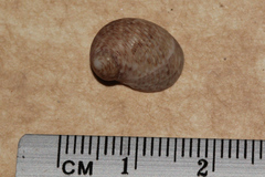 Nerita undata