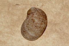 Nerita undata