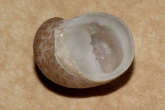 Nerita undata