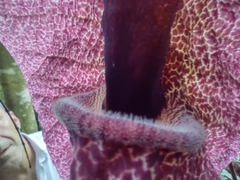 Aristolochia cordiflora, photograph Angelica María Batista Morales, CC0, iNaturalist via GBIF