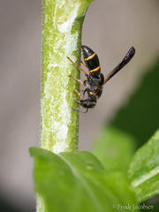 Parancistrocerus histrio