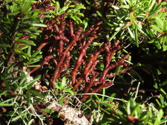 Arceuthobium tsugense