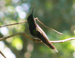 Thalurania furcata