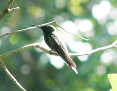 Thalurania furcata